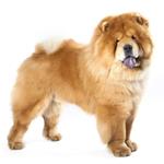 Pixwords CHOW-CHOW