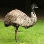 Pixwords EMU