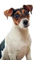 Pixwords JACK RUSSELL